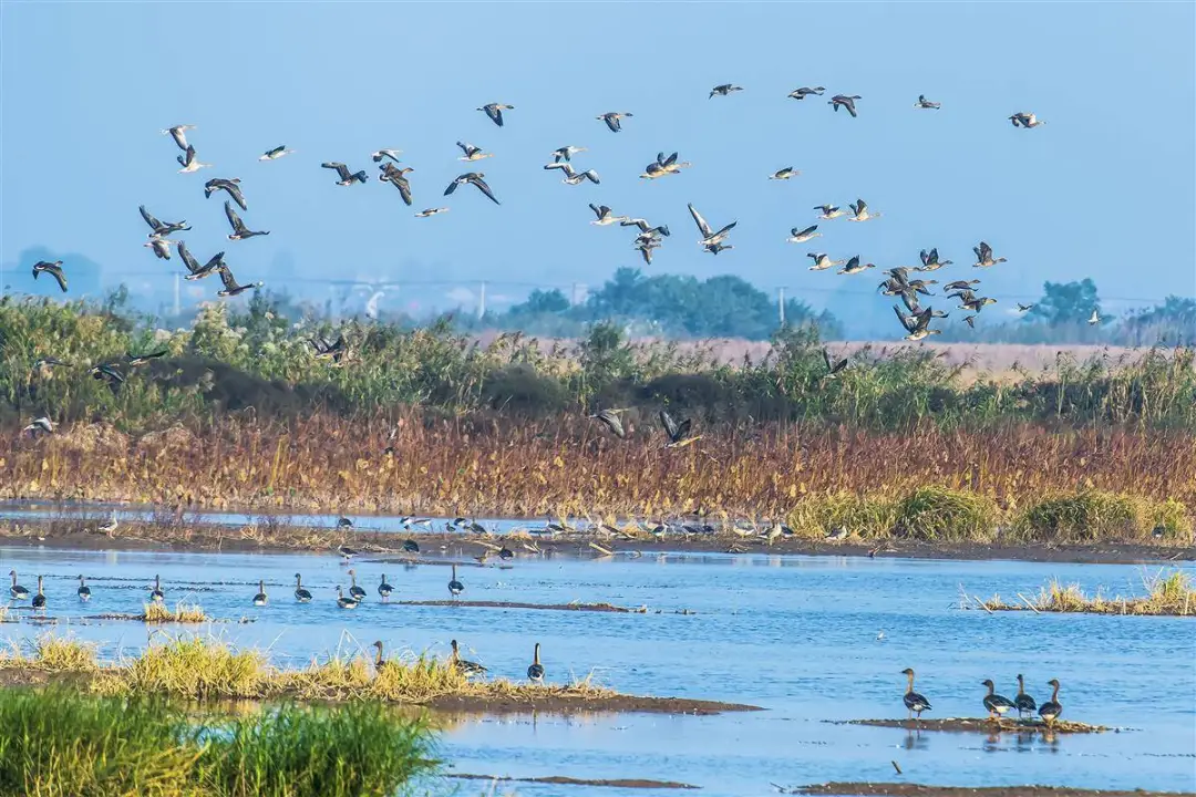 【媒體視窗】荊州近千家企業立下軍令狀：決不讓一滴工業廢水直排洪湖